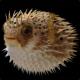 Pufferfish