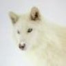 wolfsense